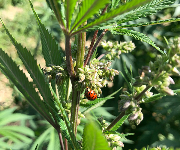 cannabis macho e femea